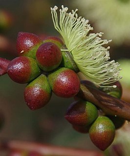 <i>Eucalyptus terebra</i> Species of eucalyptus