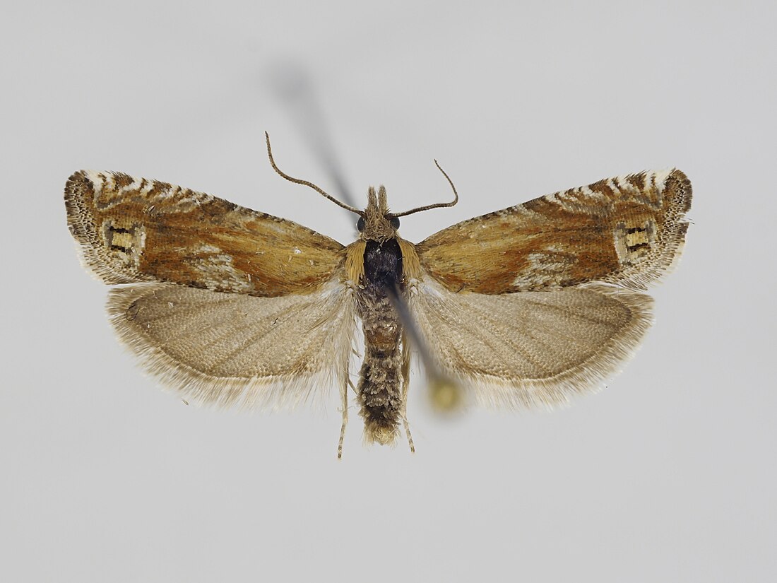 Eucosma suomiana