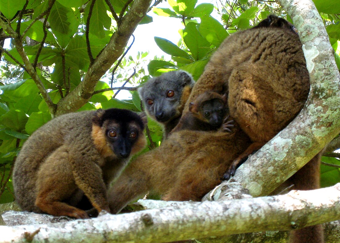 Eulemur collaris