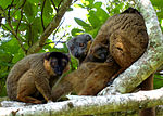 Thumbnail for Collared brown lemur