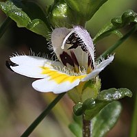 花冠は白色で紫色のすじがあり、下唇の中裂片に黄色の斑がある