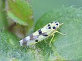 Eupteryx aurata (Linnaeus, 1758)