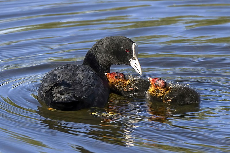 File:Eurasian coot (Fulica atra) with chicks.jpg