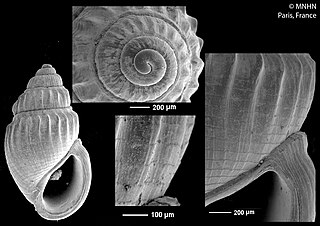 <i>Eurathea</i> Genus of gastropods