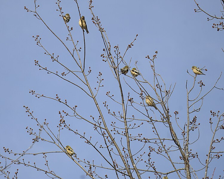 File:Evening grosbeak sax-zim bog 2.17.24 DSC 2553-topaz-denoiseraw-sharpen.jpg