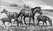 Extinct equids restored to scale. Left to right: Mesohippus, Neohipparion, Eohippus, Equus scotti and Hypohippus. Extinct horses.jpg