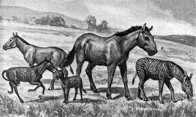 Extinct equids restored to scale. Left to right: Mesohippus, Neohipparion, Eohippus, Equus scotti and Hypohippus