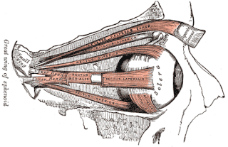 <span class="mw-page-title-main">Phantom eye syndrome</span> Medical condition