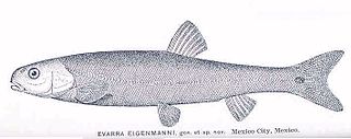 <i>Evarra</i> Extinct genus of fishes