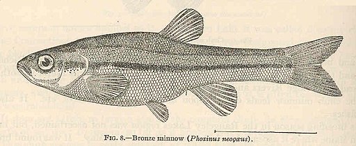 FMIB 39010 Bronze minnow (Phosinus neogaeus)