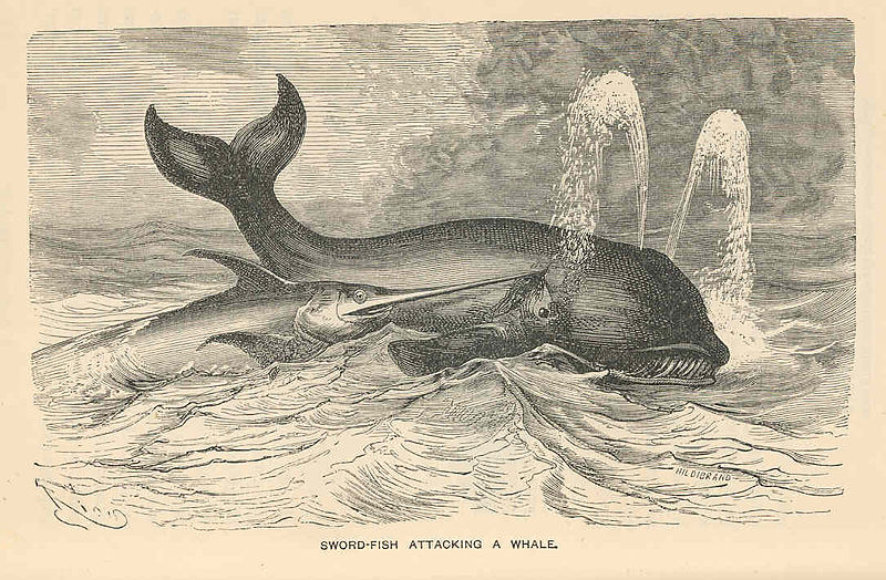 File:FMIB 43628 Sword-fish Attacking a Whale.jpeg