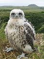 Falco rusticolus -Yukon Delta National Wildlife Refuge, Alaska, USA -juvenile-8.jpg