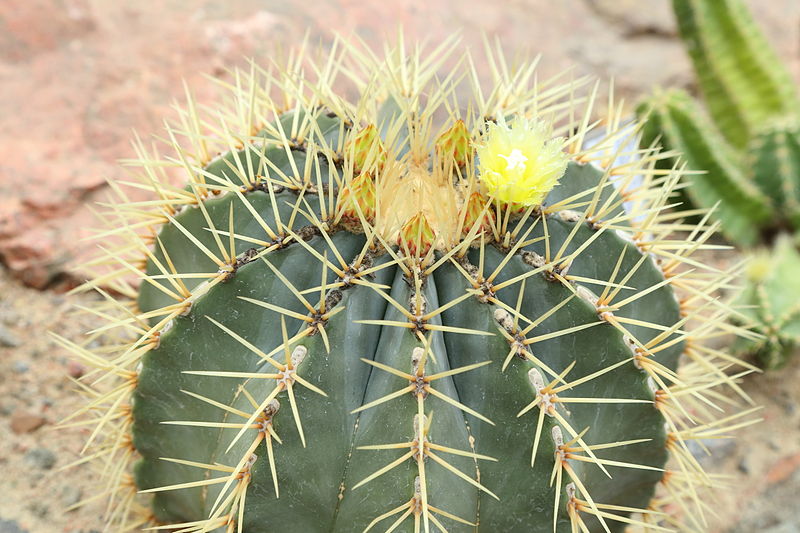 File:Ferocactus glaucescens-IMG 6597.JPG