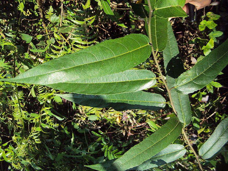 File:Ficus heterophylla 01.JPG