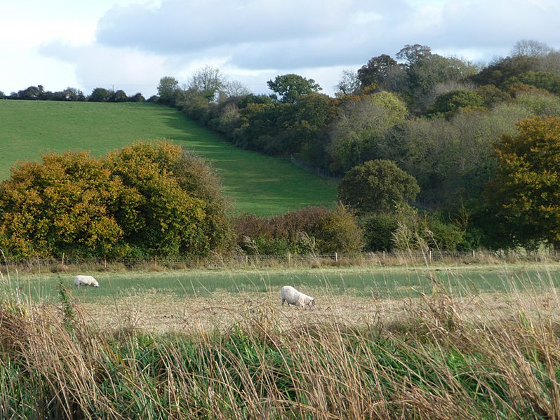 File:Fields beside the Thames - geograph.org.uk - 1777675.jpg