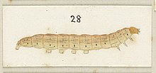 Hudson's drawing of the larva of I. steropastis Fig 28 Plate 1 MA I437600 TePapa Plate-I-The-butterflies full (cropped).jpg