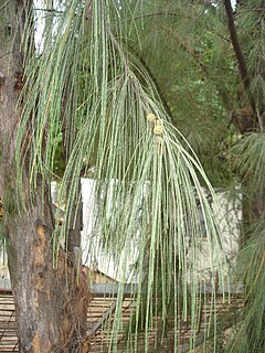 Casuarina equisetifolia (ramos e hábito).