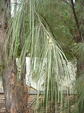 Almindeligt Jerntræ (Casuarina equisetifolia).