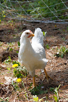 First Root Farm chicken.jpg