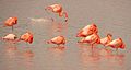 Flamingos in Celestún Estuary - Flickr - treegrow (2).jpg