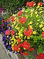 Composition de fleurs à Plougonvelin.