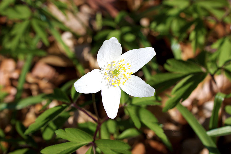 File:Fleur d'Avril 2015 Forêt d'Halatte.jpg