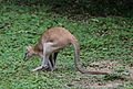 Flinkwallaby, Macropus agilis