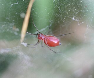 Blacktailed red sheetweaver Genus of spiders