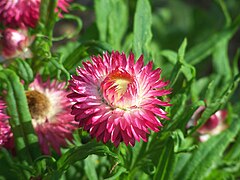 Bracteantha bracteata