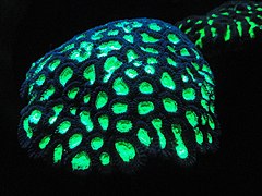 Fluorescent coral.[5]