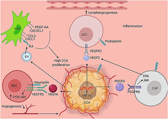 key mechanisms that interact and promote the start and progression and metastasis of CCA[47]