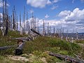 Waldsterben auf dem Berg "Großer Rachel" an der bayerisch-tschechischen Grenze