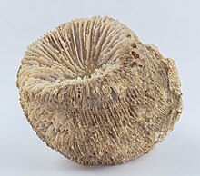 Fosil de coral (Montlivaltia obconica), Nattheim, Alemania, 2021-01-13, DD 057-082 FS.jpg
