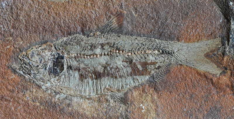 File:Fossil fish.JPG