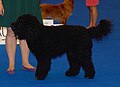 French Waterdog, black