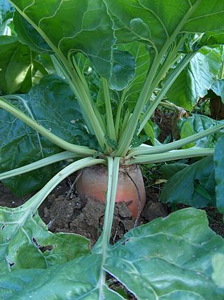 <span class="mw-page-title-main">Mangelwurzel</span> Cultivated root vegetable