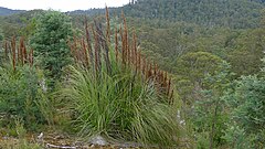 Description de l'image Gahnia grandis in flower.jpg.