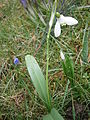 Galanthus woronowii