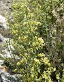 staminate plant, Spring Mountains, NV