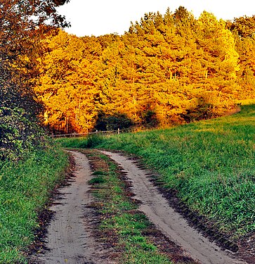 Ganaraska Forest, Ontario