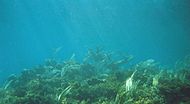 Elkhorn coral (Acropora palmata) on the crest of Gaulin Reef