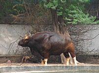 Gaur in New Delhi Zoo