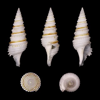 <i>Gemmula kieneri</i> Species of gastropod