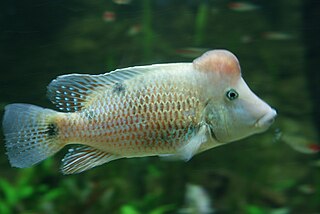 <span class="mw-page-title-main">Redhump eartheater</span> Species of fish