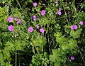 Miniatura para Geranium pyrenaicum