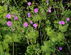 Pyrenean cranesbill (Geranium pyrenaicum)