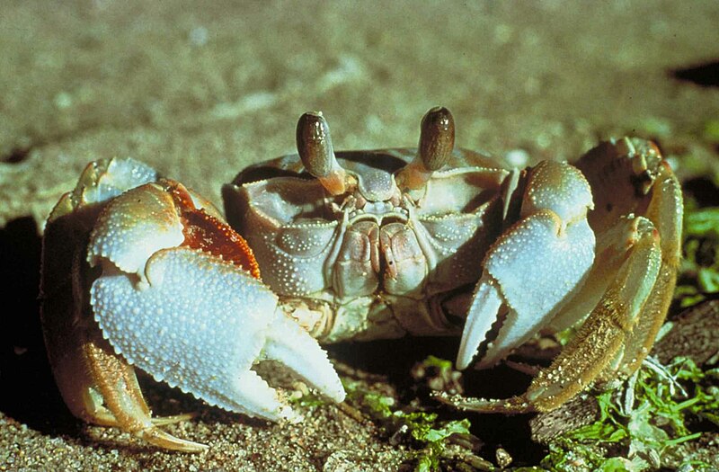 File:Ghost crab.jpg