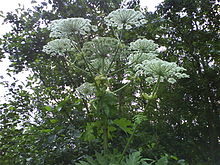 Giant hogweed Giant Hogweed (tree background).JPG