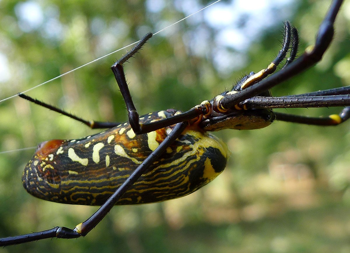 File:Giant Wood Spider - Nephila maculata. - Flickr - - Wikimedia Commons