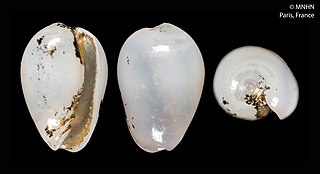 <i>Gibberula cristinae</i> Species of gastropod